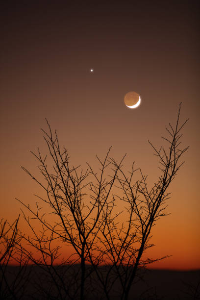istock Tree silhouettes, stars and Moon on a vivid sky. 1365685032