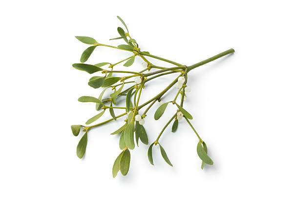istock Twig of fresh mistletoe 136568604