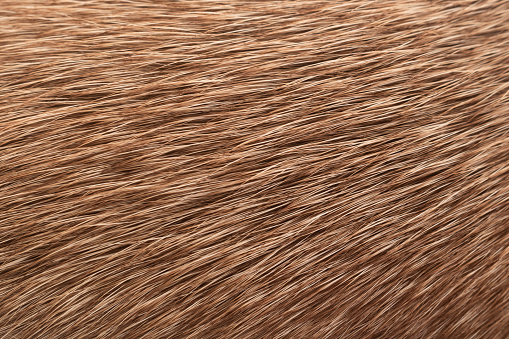 Texture of fur. Close-up of light brown mixed-breed dog's fur. Macro photography