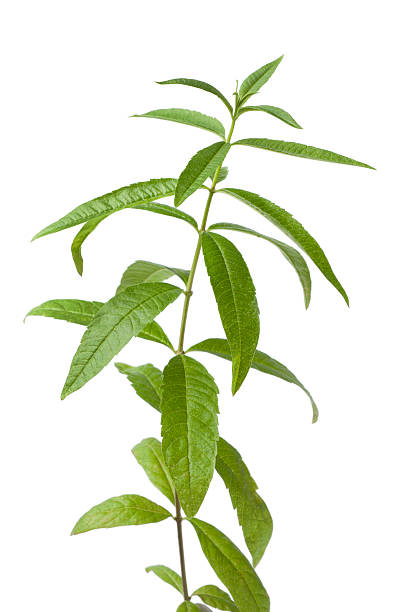 istock Twig of verveine 136568634
