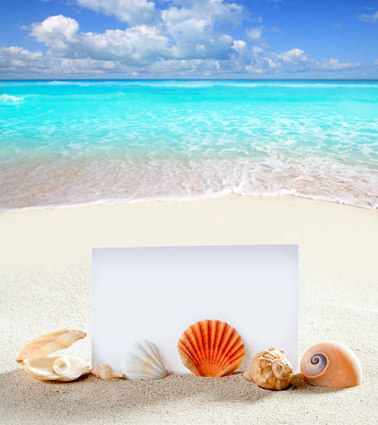 vacances à la plage de sable, coquilles escargot papier pearl - pearl shell starfish beach photos et images de collection