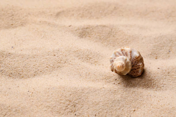 istock Beautiful seashell on beach sand, space for text. Summer vacation 1365688029