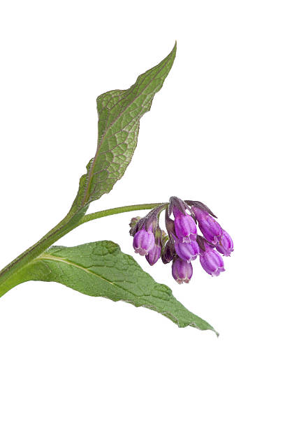 Purple Common comfrey flowers close up on white background 
