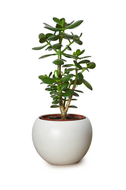 Jade plant in pot isolated on white background Jade plant in pot isolated on white background jade plant stock pictures, royalty-free photos & images