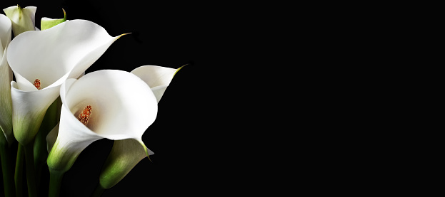 Sympathy card with white calla lilies isolated on black background with copy space