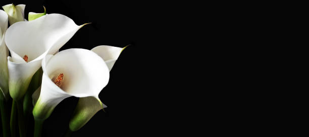 Sympathy card with white calla lilies isolated on black background with copy space Sympathy card with white calla lilies isolated on black background with copy space lily stock pictures, royalty-free photos & images