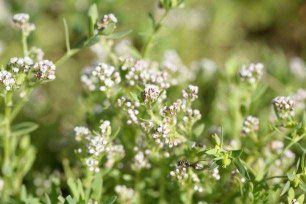 istock Flowers of a strapwort, Corrigiola litoralis 1365689648