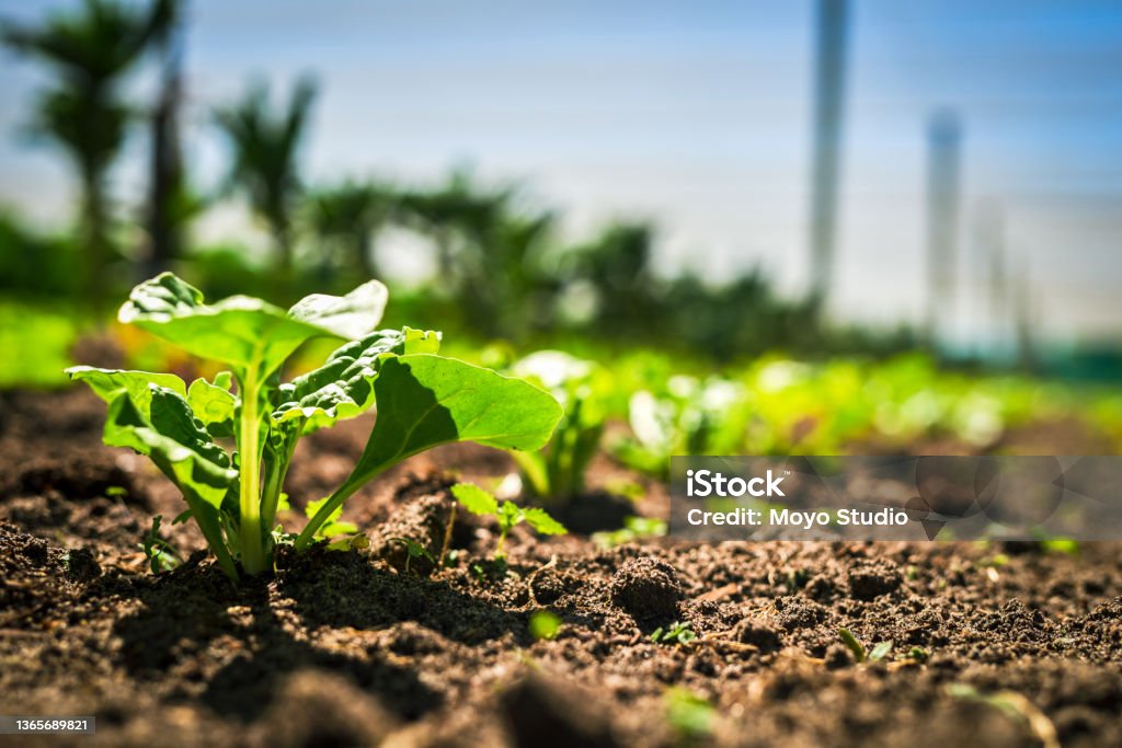 Closeup shot of spinach growing on a farm How it all starts Spinach Stock Photo