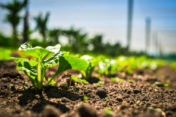 closeup shot of spinach growing on a farm - vegetable green close up agriculture imagens e fotografias de stock