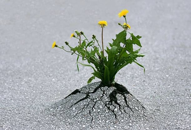 fuerza de la naturaleza. - unstoppable fotografías e imágenes de stock