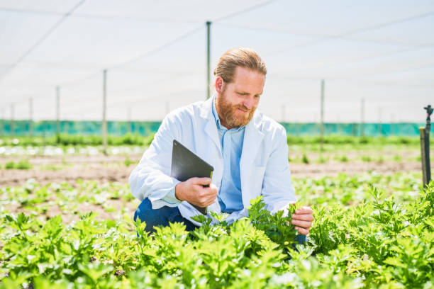 istock Shot of a botanist using a digital tablet while inspecting crops on a farm 1365691404