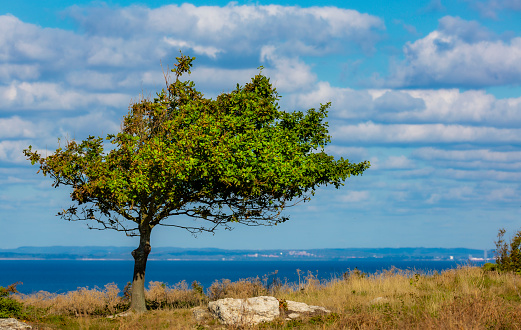 Single lonely tree by sea in vibrant spring light