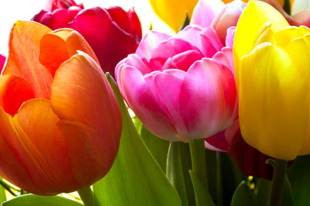 bouquet de tulipes - spring image tulip flower photos et images de collection