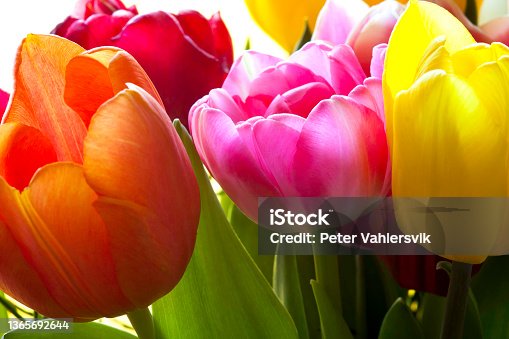 istock Tulip bouquet 1365692644
