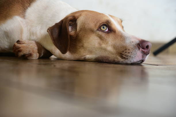 istock cute dog with white and yellow spots fur 1365692664