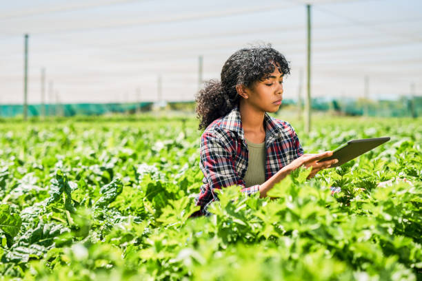 istock Shot of a young woman using a digital tablet while inspecting crops on a farm 1365693898