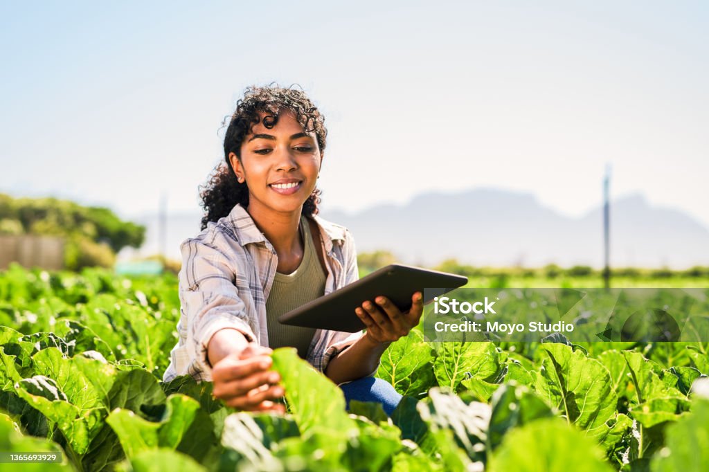 Shot of a young woman using a digital tablet while inspecting crops on a farm Monitoring her crops closely for better yield Agriculture Stock Photo