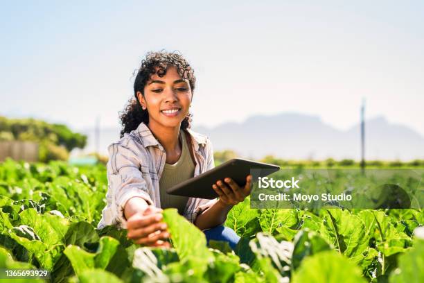 Shot Of A Young Woman Using A Digital Tablet While Inspecting Crops On A Farm Stock Photo - Download Image Now
