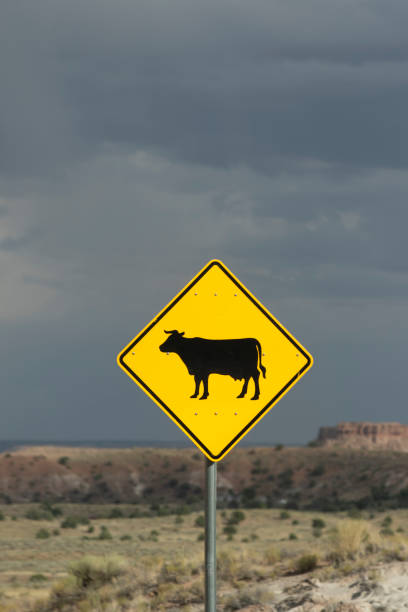 istock Cow Crossing Sign 1365694060