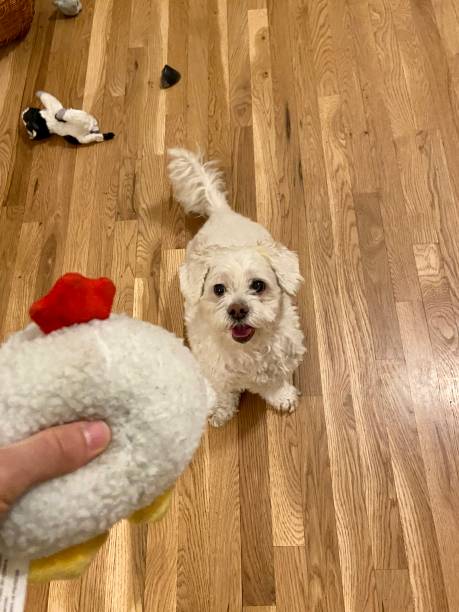 istock Happy dog ready to play fetch 1365695574