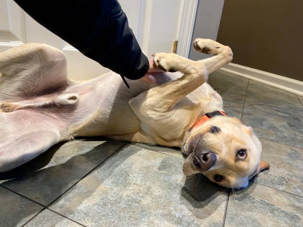 istock Happy Labrador Retriever getting a belly rub 1365695840