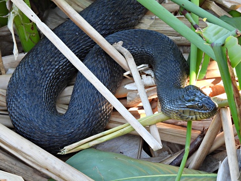 Florida Green Water Snake - profile
