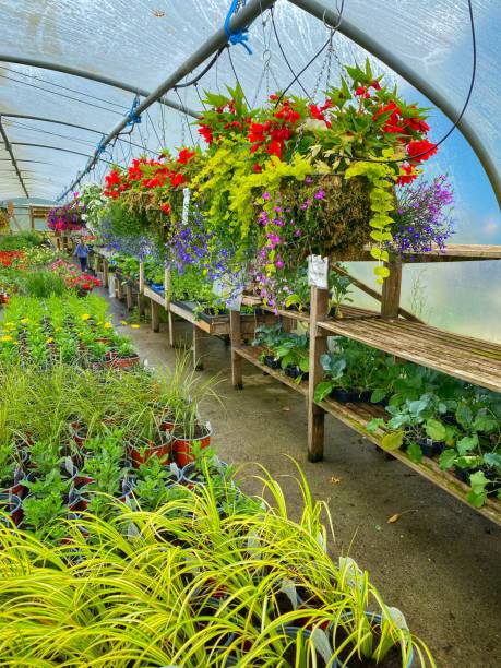 istock Polytunnel with large variety of different types of plants 1365697922