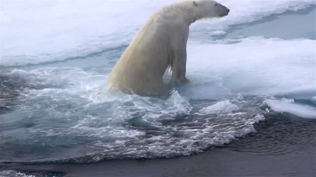 Polar bear crossing sea channels between ice flows, Arctic Ocean, Svalbard