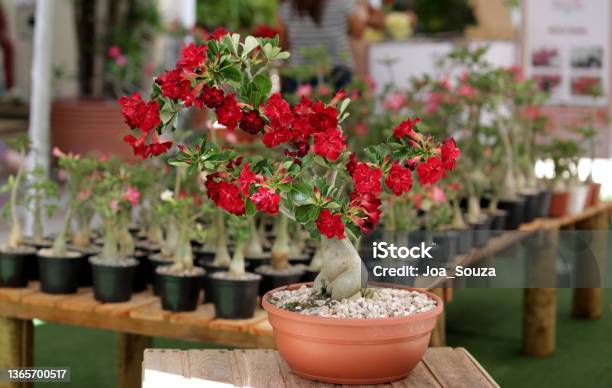 Desert Rose Plant Adenium Obesum Stock Photo - Download Image Now - Adenium Obesum, Azalea, Adenium