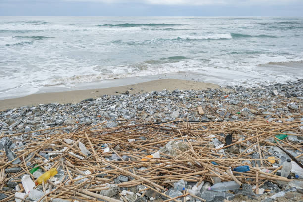 istock Discarded plastic debris trash pollution after sea swell storm,environmental nature waste 1365700587