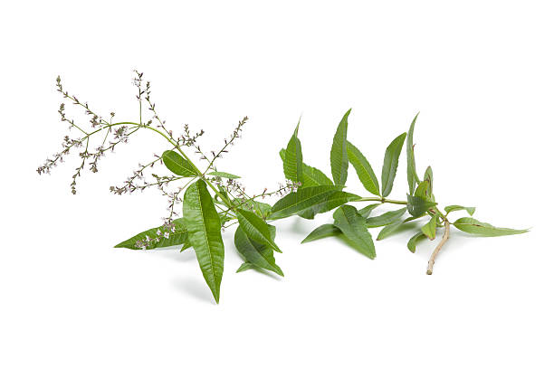 Twig of flowering verveine on white background