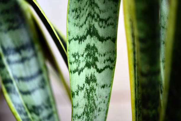 istock blurred macro photo for garden texture, flowers and plants background use 1365704968