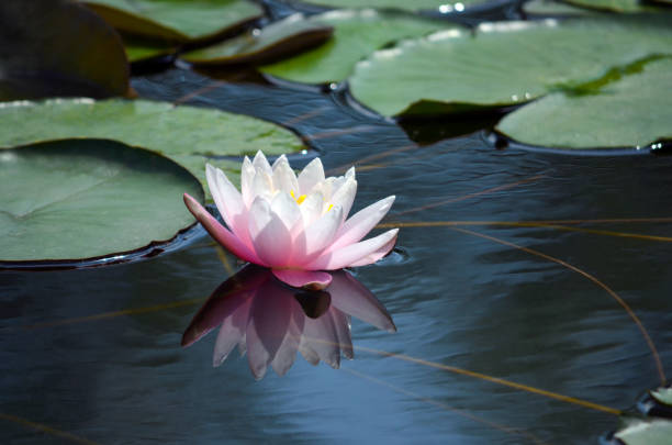 istock gorgeous pink lotus in leaves above water. smooth water surface without debris 1365706556