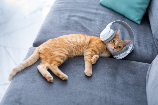 istock Young ginger cat with headphones. Framing the whole cat in the frame 1365707567