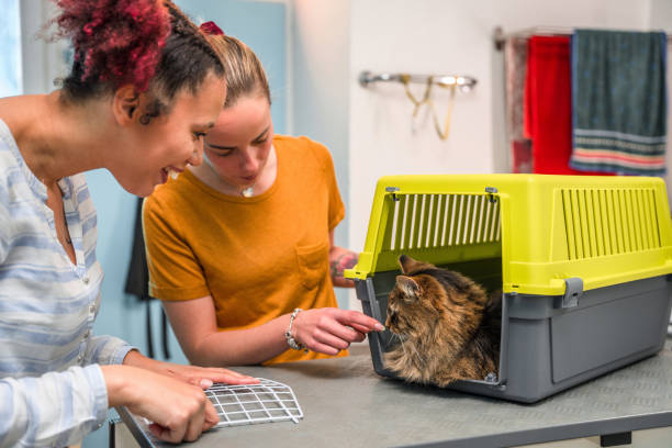 istock Cat in a Cage in a Pet Grooming Salon 1365708973