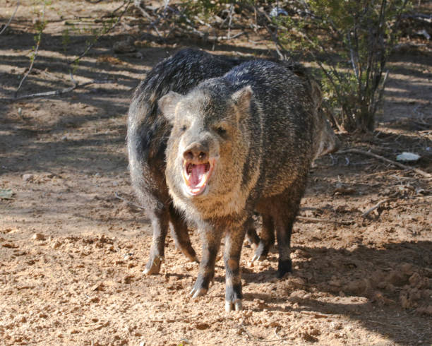 Two javelinas. One yawning. Two javelinas. One yawning. peccary stock pictures, royalty-free photos & images