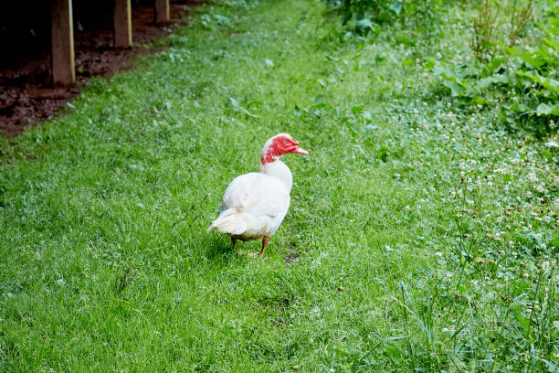 istock White Headed Muscovy Duck Walking in Grass Outside of Barn 1365716513