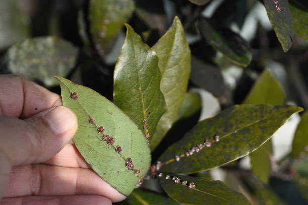 Ceroplastes rubens Ceroplastes rubens are parasitic on laurels. . Scale insects are small insects of the order Hemiptera, suborder Sternorrhyncha. japanese ladybug stock pictures, royalty-free photos & images