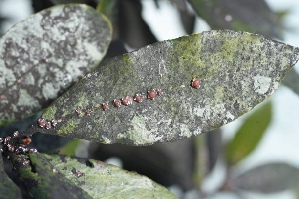 Ceroplastes rubens Ceroplastes rubens are parasitic on laurels. . Scale insects are small insects of the order Hemiptera, suborder Sternorrhyncha. japanese ladybug stock pictures, royalty-free photos & images