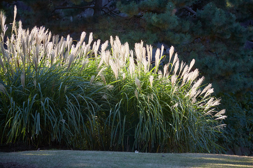 Chinese silver grass (Miscanthus sinensis) in the backlight. Tokyo. Japan