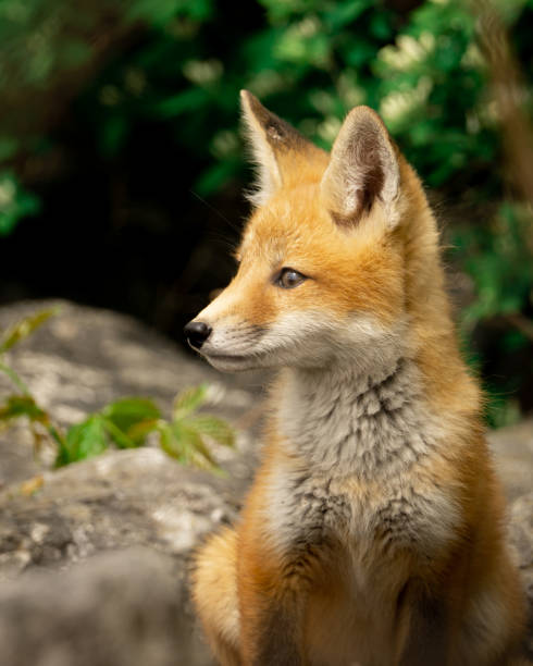 istock Red Fox Kit in the Wild, Ohio 1365723448
