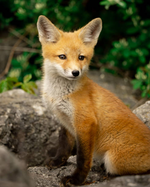 istock Red Fox Kit in the Wild, Ohio 1365723969