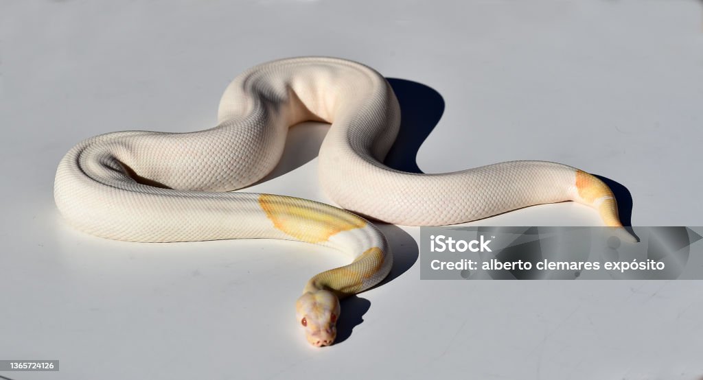 A Beautiful Python Regius Snake Stock Photo - Download Image Now ...