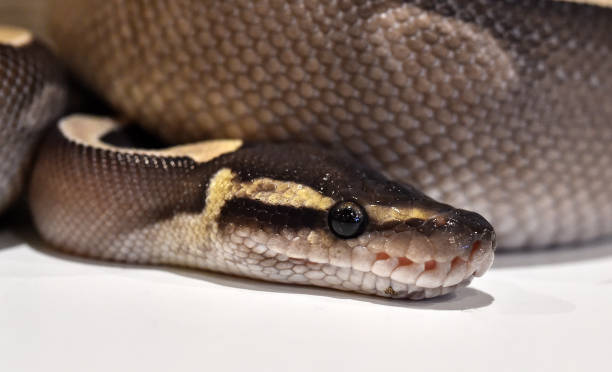 Python Snake Face Contorting 270+ Tight Skin Face Stock Photos, Pictures & Royalty-Free Images - iStock