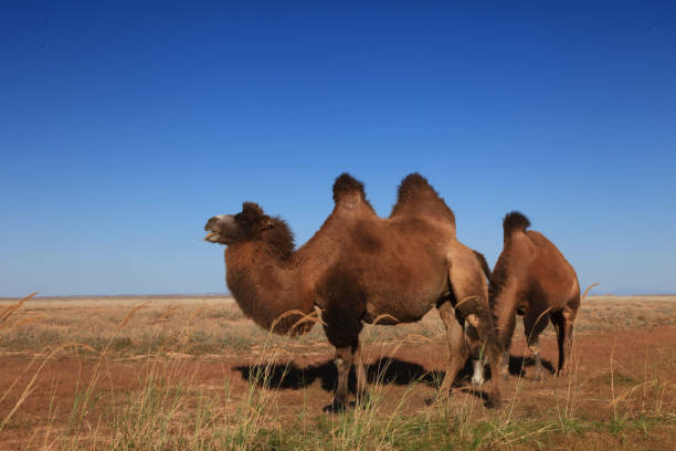 중국 신장의 신비한 고대 미개척 신비한 도시 - bactrian camel 뉴스 사진 이미지