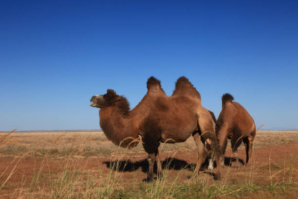 The Mysterious Ancient Unexplored Mysterious City of Xinjiang, China