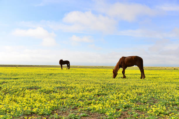 istock Unexpected view of Tianshan Ranch in China 1365727052