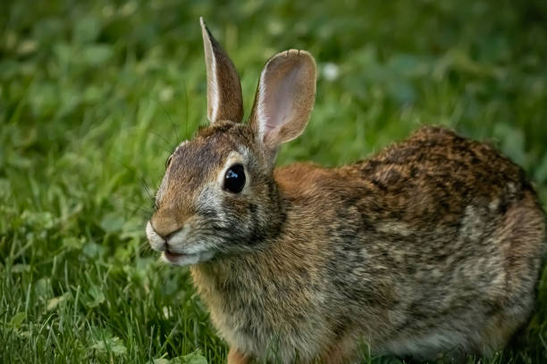 istock Wild rabbit in the grass, close up at dusk 1365727248