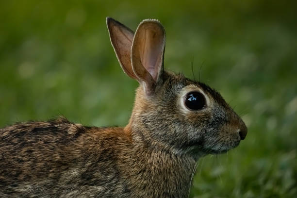 istock Wild rabbit in the grass, close up at dusk 1365727249