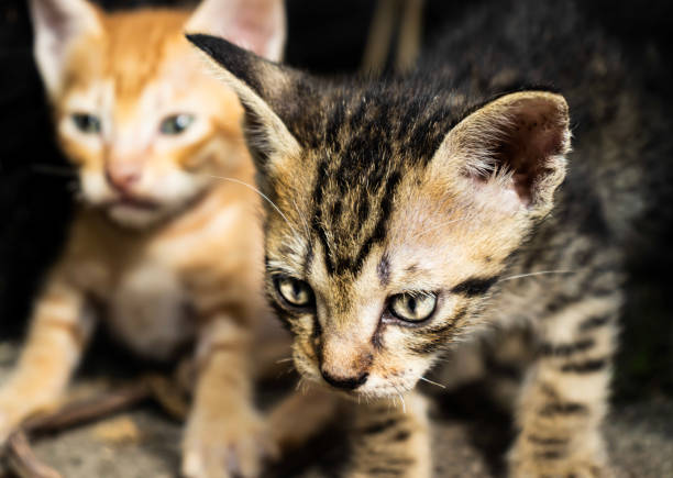 istock Cute little kitten 1365730172
